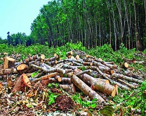 Insects help richly in ecological restoration