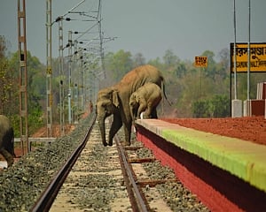 Jumbo trouble