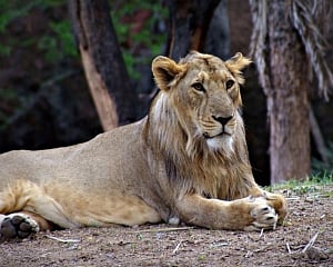 Lions in Hyderabad zoo test COVID-19 positive; samples examined by CCMB