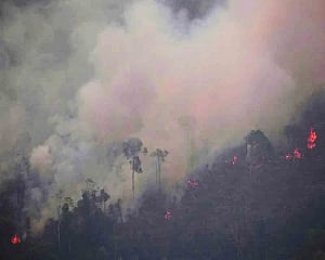 Lungs of the world going up in smoke