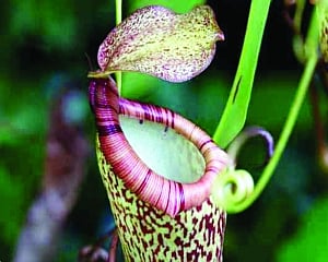 NatureTalk