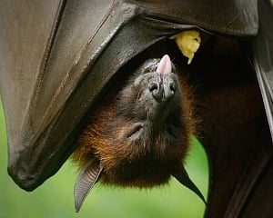 Nipah death in Kerala: DK district on alert