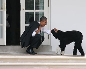 Obama dog Bo, once a White House celebrity, dies from cancer