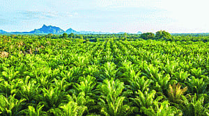 Okay to force palm oil on ghee culture?