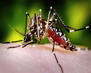 One more tests positive for Zika in Kerala; 38 cases in total