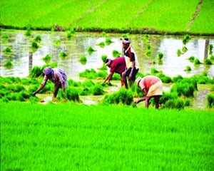 Rejuvenating agricultural marketing through cooperatives
