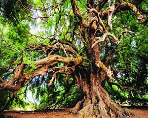 Senior citizen benefits for green lungs