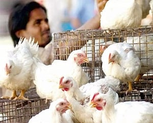 State on guard to check bird flu: Karnataka Health Minister