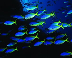 The Blue Economy can dispel economic blues