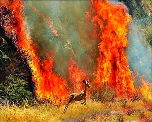 The human-animal conflict on the rise