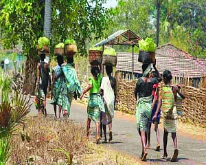 The lost cause of  ingenuous tribals