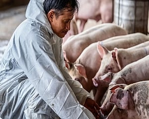 US adds India to list of countries affected by African swine fever