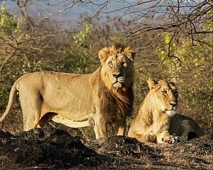 World Lion Day: Last few years saw steady increase in India's lion population, says PM Modi