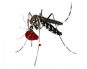 129 fresh cases of dengue in Delhi, tally rises to over 500