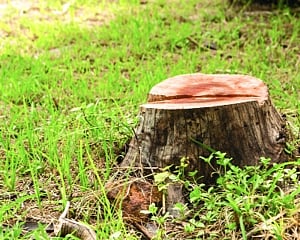 Blight on the land