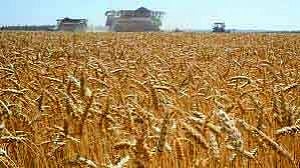 Cash in on Ukraine crisis to grab world wheat mkt: PM
