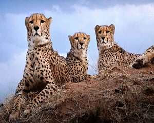 Customs dept gave speedy clearances to plane carrying Namibian cheetahs after change in landing destination: Official
