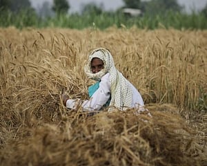Farmers’ income in 4 States drops, bucks national trend