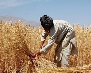 India's wheat shipment to Afghanistan via Pakistani soil to begin in early February: Report