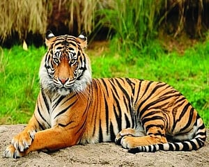 Ken-Betwa Project: Water at any cost?