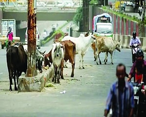 Cattle shelters along highways: Unique solution to a perennial problem