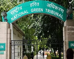 Illegal tree felling in Delhi's Jindpur: NGT issues notice to environment ministry