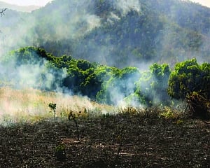 India’s forest cover grows, but grim realities linger