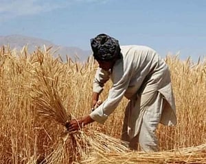 Wheat sowing on track despite delayed paddy harvest in two key states: AgrSecy