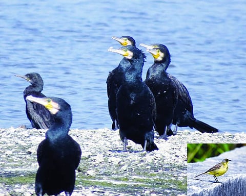 Birdwatchers disappointed as polluted Yamuna drives away migratory birds