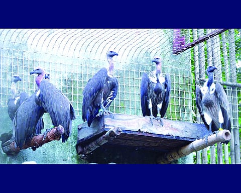 BNHS trains staff ahead of vultures release in MTR