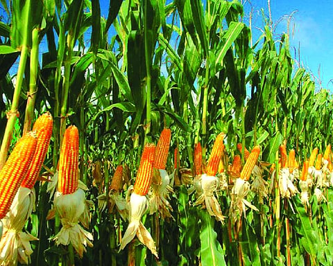 Bridging the gap: What India needs to strengthen the maize value chain