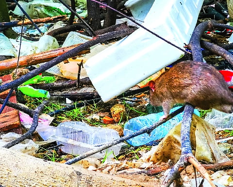 Burrows, lakes and landslides: Nainital confronts a rodent problem