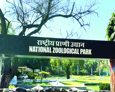Delhi zoo activates winter care plan