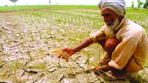 From abundance to alarm: Punjab’s soil crisis