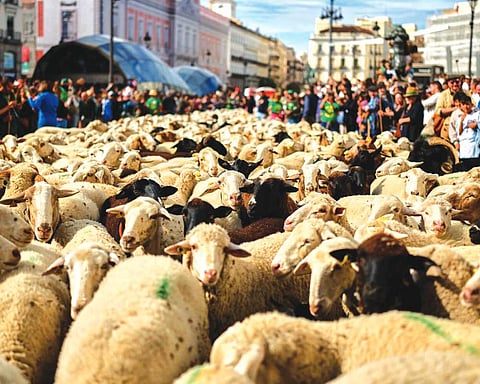 Hundreds of sheep head through German city