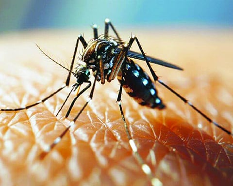 MCD data shows dengue cases declined sharply this year