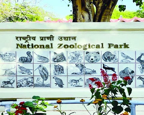 National Zoological Park reopens for visitors