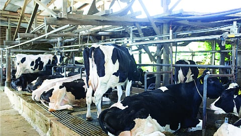Protecting Agriculture and Dairy in Free Trade Agreements