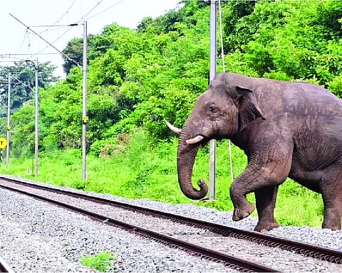 Railway’s swift action ensures safe crossing for 22 elephants