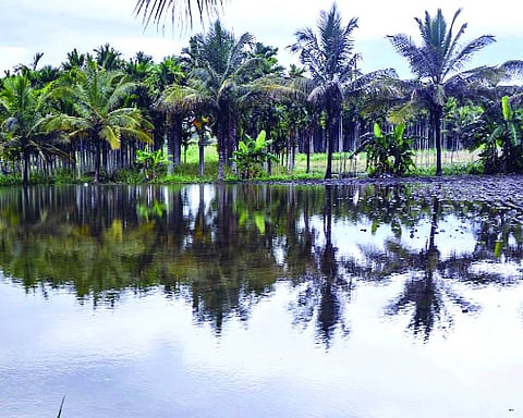 Rain lashes Tamil Nadu, red alert issued in 8 districts