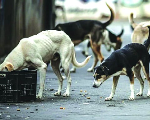 Stray dogs: SC slams States & UTs for not filing affidavits