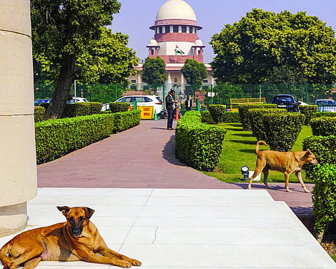 Stray dogs to be removed from public spaces: SC