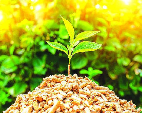 The potential of Bio-Energy