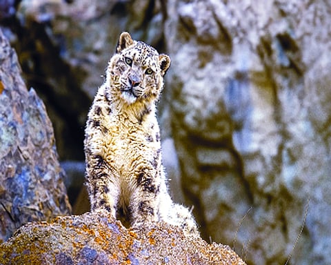 UNESCO recognition for Himachal’s  cold desert: A fragile honour