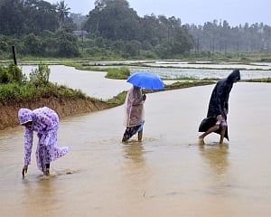 Above-normal rain likely in India in second half of monsoon season: IMD