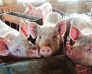 African swine fever detected in Kerala’s Thrissur district