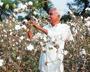 Can an ‘International Year of Cotton’ help weave sustainable future?