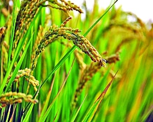 Poison in the bowl: Looming health crisis from arsenic in rice