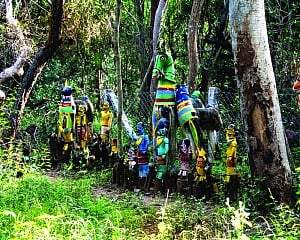 Reviving India’s Sacred Groves