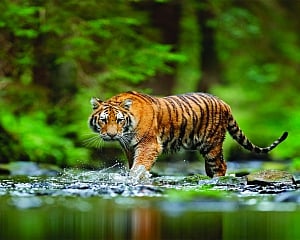 Roar for Resilience: Why Saving Tigers Equates to Saving Ourselves